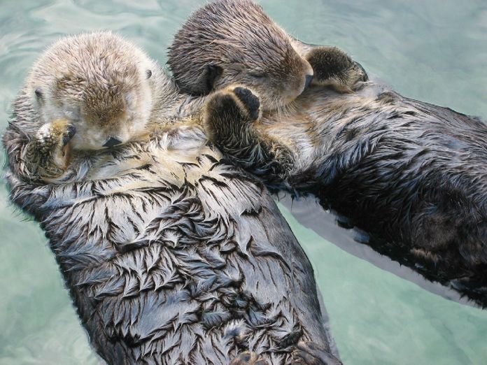 sea otters.jpg
